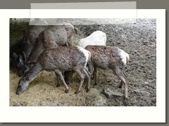 Wycieczka klas szóstych i siódmych w Beskid Śląski 