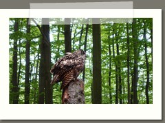 Wycieczka klas szóstych i siódmych w Beskid Śląski 
