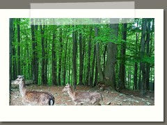 Wycieczka klas szóstych i siódmych w Beskid Śląski 
